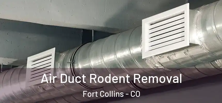 Air Duct Rodent Removal Fort Collins - CO
